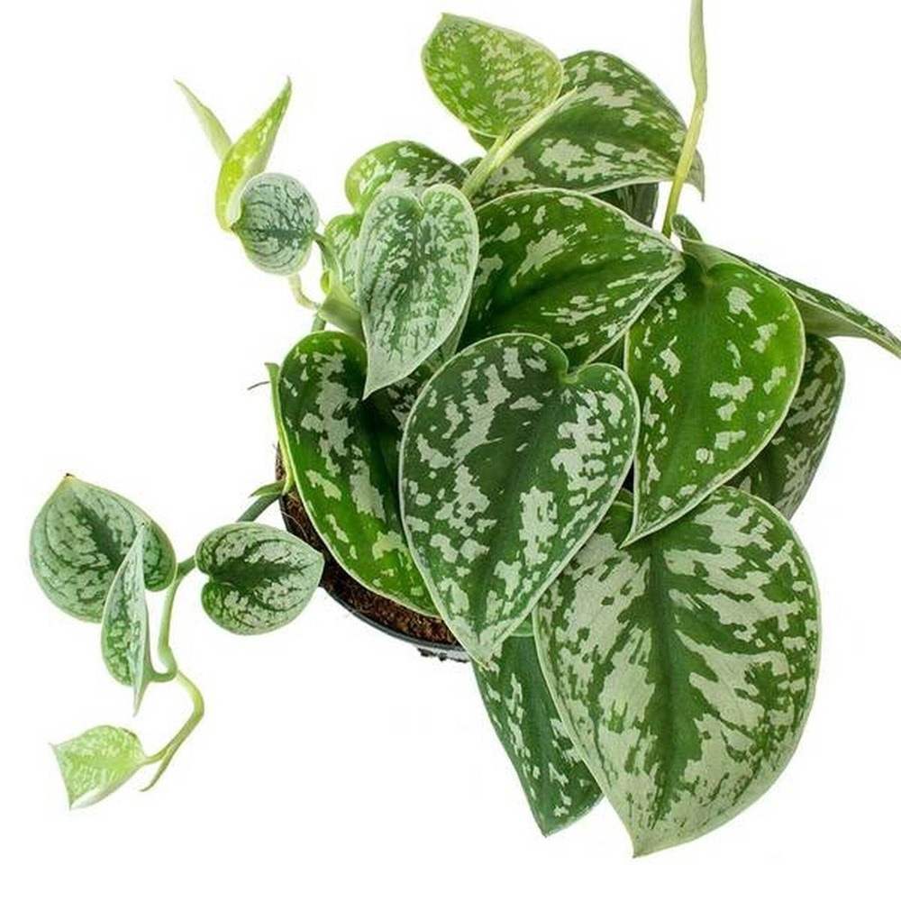 LIVE Silver Satin Pothos Plant - Picture 2 of 8